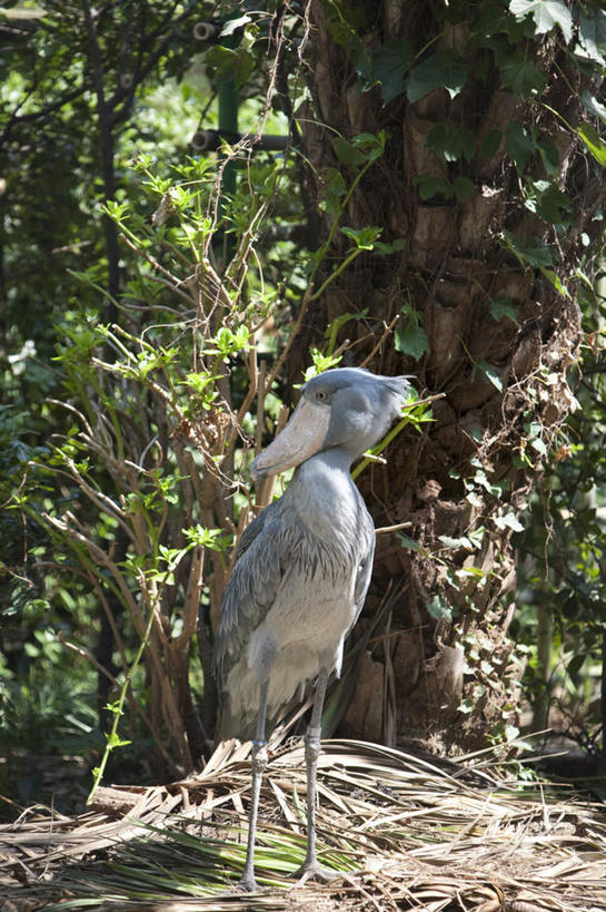 无人,动物园,站,竖图,室外,白天,正面,旅游,度假,草地,草坪,植物,鸟,阴影,光线,鸟类,影子,扭头,注视,娱乐,草,树,树木,一只,绿色,阳光,自然,观察,看,站着,转头,享受,休闲,放松,生长,成长,观看,察看,关注,鲸头鹳,鲸头鹤,靴嘴鹳,站立,彩图,全身