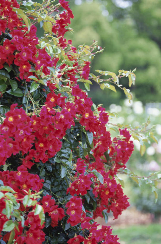 无人,竖图,室外,白天,正面,旅游,度假,草地,草坪,美景,植物,日本,亚洲,阴影,朦胧,模糊,盛开,光线,影子,景观,花蕾,娱乐,草,花,花瓣,花朵,鲜花,树,树木,红色,绿色,阳光,自然,花苞,花蕊,享受,休闲,景色,放松,恋爱,生长,成长,一串红,自然风光,东亚,本州,茨城,茨城县,关东地方,本州岛,日本国,爆仗红,炮仗红,彩图