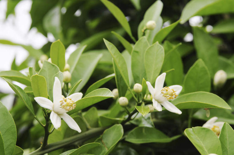 无人,横图,俯视,室外,特写,白天,旅游,度假,美景,叶子,日本,亚洲,阴影,朦胧,模糊,盛开,光线,影子,景观,绿叶,花蕾,娱乐,花,花瓣,花朵,鲜花,蓝色,白色,蓝天,天空,阳光,自然,天,花苞,花蕊,享受,休闲,嫩叶,景色,放松,自然风光,东亚,本州,本州岛,日本国,近畿地方,近畿,兵库,兵库县,橘花,叶,叶片,彩图,高角度拍摄