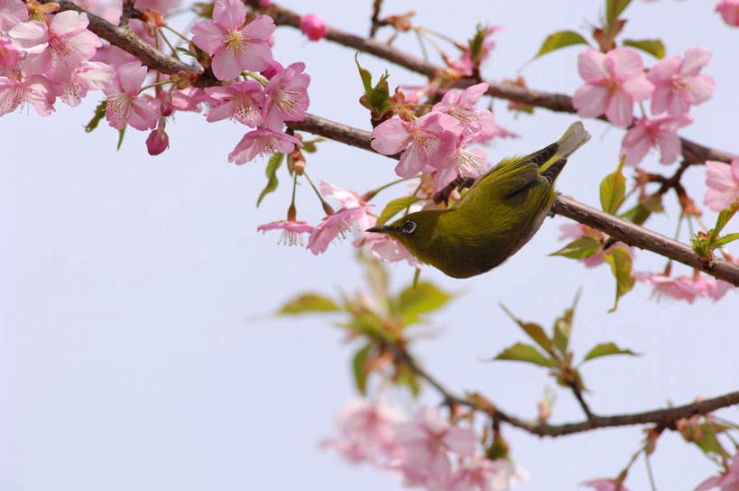 无人,站,横图,室外,特写,白天,仰视,旅游,度假,美景,樱花,鸟,阴影,朦胧,模糊,盛开,光线,鸟类,影子,景观,花蕾,注视,娱乐,花,花瓣,花朵,鲜花,一只,粉色,蓝色,蓝天,天空,阳光,自然,动物,天,花苞,花蕊,观察,看,站着,享受,休闲,景色,放松,可爱,活泼,晴朗,观看,察看,关注,自然风光,暗绿绣眼鸟,万里无云,仙樱花,福岛樱,青肤樱,绣眼,绣眼儿,绣眼鸟,白日眶,观赏鸟,晴空,晴空万里,荆桃,站立,彩图,低角度拍摄,全身