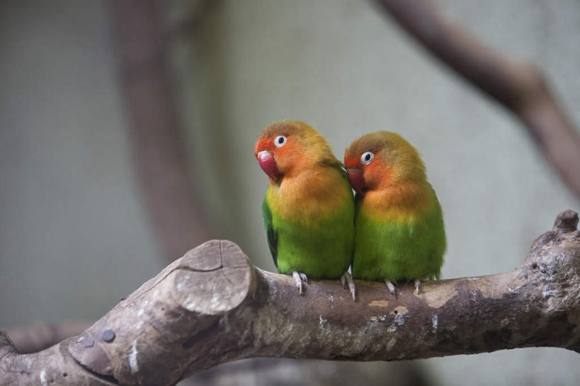 无人,站,横图,室外,特写,白天,正面,植物,鸟,鹦鹉,阴影,朦胧,模糊,光线,鸟类,影子,扭头,注视,树,树木,树枝,绿色,阳光,自然,动物,观察,看,站着,转头,两只,可爱,活泼,生长,成长,观看,察看,关注,观赏鸟,爱情鸟,牡丹鹦鹉,情侣鹦鹉,红牡丹鹦鹉,站立,彩图,全身,伴侣