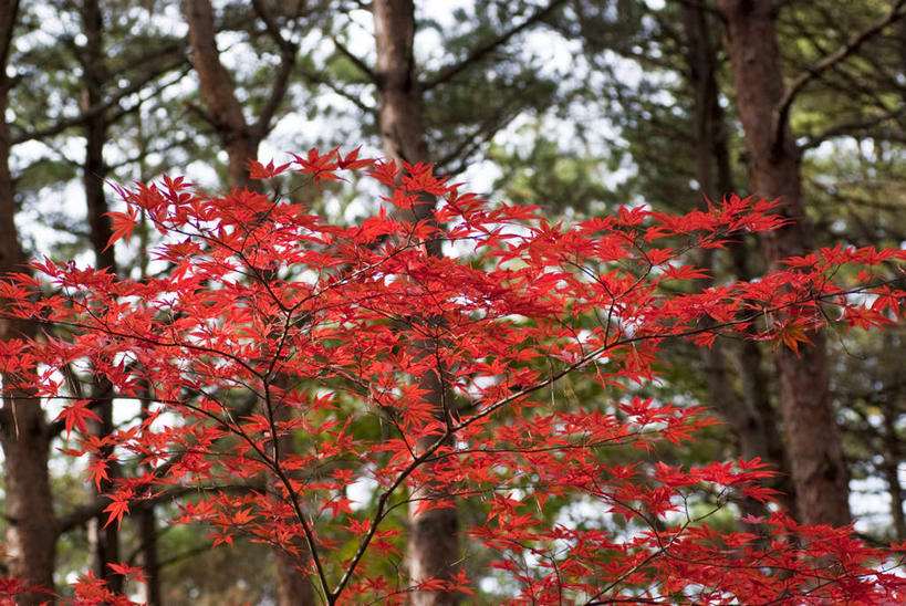无人,横图,室外,白天,正面,旅游,度假,草地,草坪,美景,植物,叶子,日本,亚洲,阴影,光线,影子,景观,枫叶,枯叶,落叶,娱乐,草,树,树木,黄色,红色,蓝色,绿色,蓝天,天空,阳光,自然,天,享受,休闲,景色,放松,生长,成长,枫树叶,自然风光,东亚,本州,本州岛,日本国,宫城,宫城县,东北地方,叶,叶片,彩图