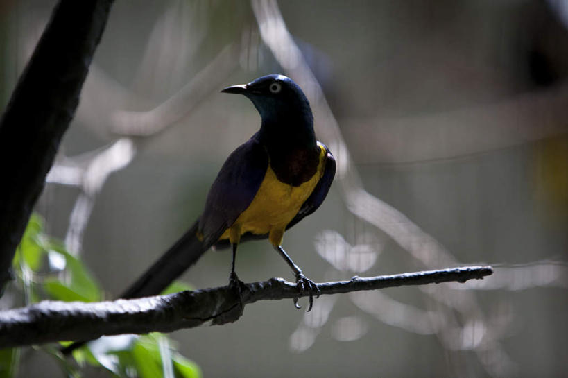 无人,站,横图,室外,特写,白天,正面,植物,鸟,野生动物,阴影,朦胧,模糊,光线,鸟类,影子,扭头,注视,树,树木,树枝,一只,绿色,阳光,自然,动物,观察,看,站着,转头,可爱,活泼,生长,成长,观看,察看,关注,八哥,站立,彩图,全身