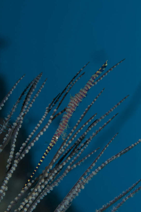 无人,竖图,室外,白天,正面,旅游,度假,海底,水下,美景,植物,阴影,反射,影子,景观,水底,草药,药草,娱乐,中药,蓝色,自然,享受,休闲,景色,放松,海底世界,自然风光,药材,中草药,中药材,本草,珊瑚虫,石帆,海床,彩图