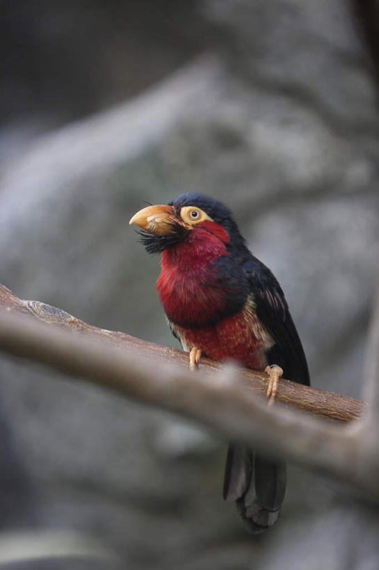 无人,站,竖图,室外,特写,白天,正面,石头,鸟,野生动物,阴影,朦胧,模糊,光线,鸟类,石子,影子,注视,树枝,一只,红色,阳光,动物,观察,看,站着,观看,察看,关注,巨嘴鸟,鵎鵼,石块,岩石,站立,彩图,全身