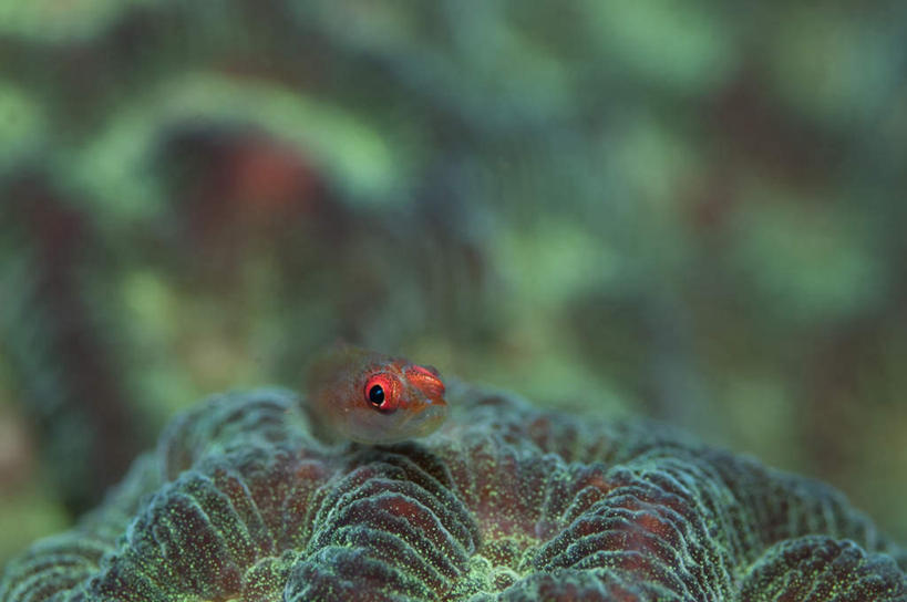 无人,横图,室外,特写,白天,正面,海底,水下,美景,一条,阴影,朦胧,模糊,反射,鱼,珊瑚,影子,景观,水底,注视,珊瑚礁,鱼类,红色,自然,观察,看,景色,海底世界,观看,游动,察看,关注,自然风光,海底礁,海床,礁,岩石,彩图