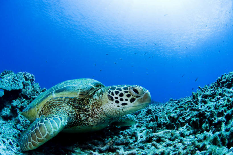 海鲜,无人,横图,俯视,室外,特写,白天,旅游,度假,海底,水下,美景,龟,波纹,珊瑚,景观,水底,注视,娱乐,珊瑚礁,水产,海洋生物,一只,水纹,自然,波浪,观察,看,趴着,享受,休闲,健康,景色,放松,海底世界,观看,游动,察看,关注,自然风光,水生动物,坚定,海产品,水生物,海底动物,海底礁,长寿,乌龟,海床,礁,岩石,海龟,趴,彩图,高角度拍摄