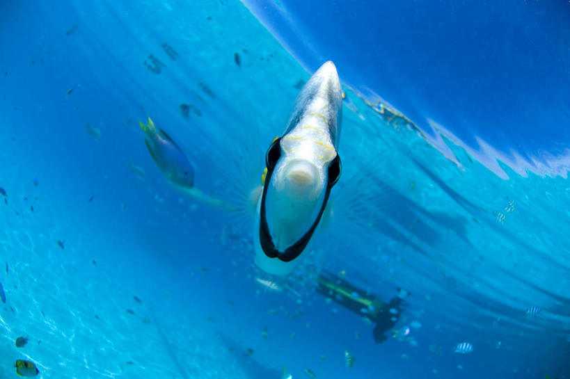 海鲜,无人,横图,俯视,室外,白天,旅游,度假,海底,水下,美景,一条,波纹,鱼,珊瑚,景观,水底,注视,娱乐,珊瑚礁,水产,鱼类,海洋生物,水纹,自然,波浪,观察,看,享受,休闲,景色,放松,海底世界,观看,游动,察看,关注,自然风光,水生动物,海产品,水生物,蝴蝶鱼,海底动物,海底礁,海床,礁,岩石,彩图,高角度拍摄