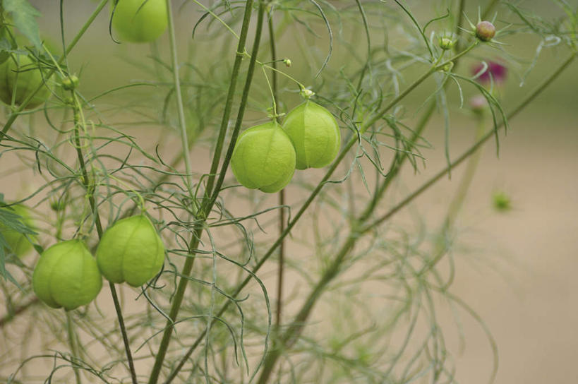 无人,横图,俯视,室外,特写,白天,旅游,度假,美景,植物,叶子,日本,亚洲,许多,朦胧,模糊,景观,泥土,果子,绿叶,种子,千叶县,娱乐,绿色,自然,享受,休闲,嫩叶,景色,放松,自然风光,东亚,本州,关东地方,本州岛,日本国,倒地铃,风船葛,千叶,倒藤卜仔草,三角卜,叶,叶片,彩图,高角度拍摄