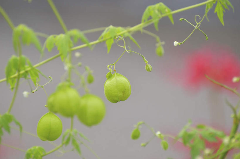 无人,横图,俯视,室外,特写,白天,旅游,度假,美景,植物,叶子,日本,亚洲,许多,朦胧,模糊,景观,泥土,果子,绿叶,种子,千叶县,娱乐,绿色,自然,享受,休闲,嫩叶,景色,放松,自然风光,东亚,本州,关东地方,本州岛,日本国,倒地铃,风船葛,千叶,倒藤卜仔草,三角卜,叶,叶片,彩图,高角度拍摄