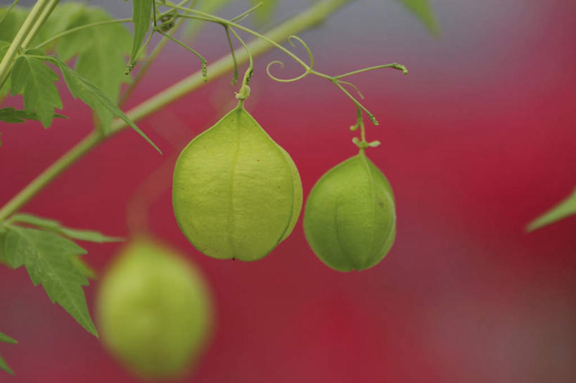 无人,横图,俯视,室外,特写,白天,旅游,度假,美景,植物,叶子,日本,亚洲,朦胧,模糊,景观,泥土,果子,绿叶,种子,千叶县,娱乐,三个,绿色,自然,享受,休闲,嫩叶,景色,放松,自然风光,东亚,本州,关东地方,本州岛,日本国,倒地铃,风船葛,千叶,倒藤卜仔草,三角卜,叶,叶片,彩图,高角度拍摄