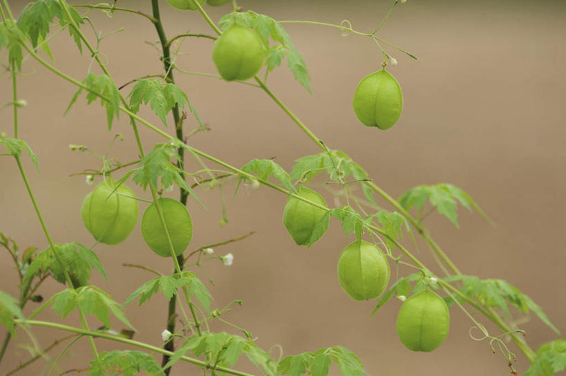无人,横图,俯视,室外,特写,白天,旅游,度假,美景,植物,叶子,日本,亚洲,许多,朦胧,模糊,景观,泥土,果子,绿叶,种子,千叶县,娱乐,绿色,自然,享受,休闲,嫩叶,景色,放松,自然风光,东亚,本州,关东地方,本州岛,日本国,倒地铃,风船葛,千叶,倒藤卜仔草,三角卜,叶,叶片,彩图,高角度拍摄
