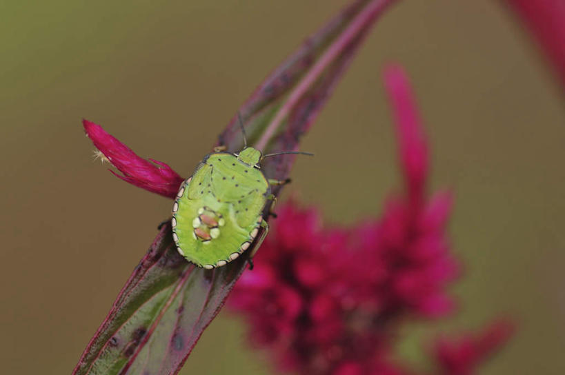 无人,横图,俯视,室外,特写,白天,旅游,度假,美景,植物,日本,亚洲,许多,朦胧,模糊,盛开,昆虫,景观,千叶县,娱乐,花,花瓣,花朵,花卉,鲜花,一只,绿色,自然,动物,花蕊,享受,休闲,景色,放松,恋爱,一串红,自然风光,东亚,本州,关东地方,本州岛,日本国,爆仗红,千叶,炮仗红,红尾碧蝽,彩图,高角度拍摄,全身