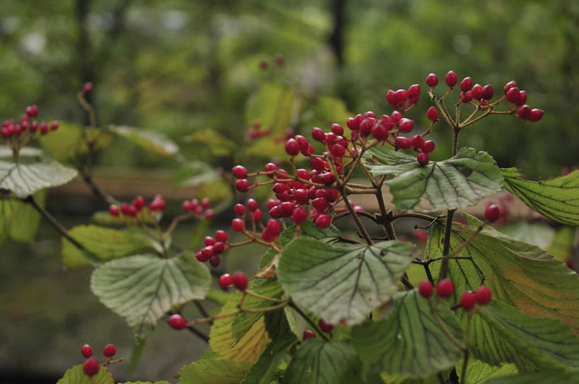 无人,横图,俯视,室外,特写,白天,旅游,度假,美景,叶子,日本,亚洲,许多,朦胧,模糊,景观,果子,绿叶,千叶县,娱乐,红色,自然,享受,休闲,嫩叶,景色,放松,自然风光,东亚,本州,关东地方,本州岛,日本国,千叶,荚蒾,叶,叶片,彩图,高角度拍摄