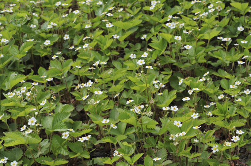 无人,横图,俯视,室外,白天,旅游,度假,美景,植物,叶子,日本,亚洲,许多,盛开,景观,绿叶,娱乐,花,花瓣,花朵,花卉,鲜花,自然,花蕊,享受,休闲,嫩叶,景色,放松,自然风光,东亚,本州,本州岛,日本国,中国地方,冈山,冈山县,野草莓,叶,叶片,彩图,高角度拍摄