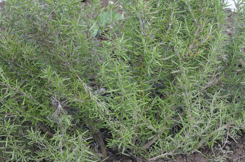 无人,横图,俯视,室外,白天,旅游,度假,草地,草坪,美景,植物,叶子,日本,亚洲,景观,绿叶,娱乐,草,绿色,自然,享受,休闲,嫩叶,景色,放松,迷迭香,自然风光,东亚,本州,本州岛,日本国,中国地方,海洋之露,冈山,冈山县,叶,叶片,彩图,高角度拍摄