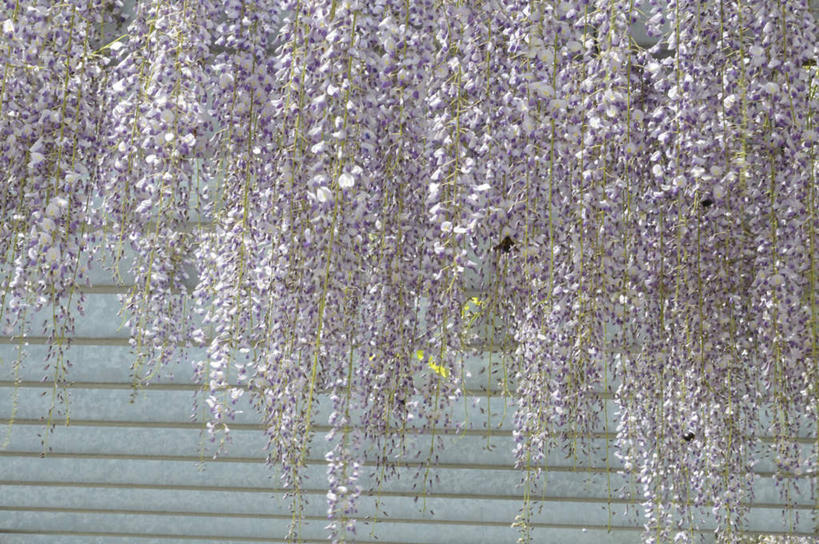 无人,横图,室外,白天,正面,旅游,度假,美景,植物,叶子,日本,亚洲,许多,盛开,墙,景观,绿叶,紫藤,娱乐,墙壁,墙面,花,花瓣,花朵,花卉,鲜花,紫色,自然,花蕊,享受,休闲,嫩叶,景色,放松,自然风光,东亚,本州,本州岛,日本国,中国地方,朱藤,藤萝,招藤,招豆藤,冈山,冈山县,叶,叶片,彩图