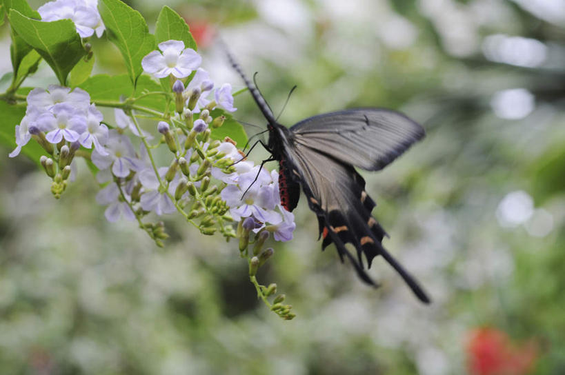 无人,横图,室外,特写,白天,正面,旅游,度假,美景,植物,蝴蝶,叶子,日本,亚洲,许多,朦胧,模糊,盛开,昆虫,景观,绿叶,娱乐,花,花瓣,花朵,花卉,鲜花,一只,紫色,黑色,自然,动物,花蕊,享受,休闲,嫩叶,景色,放松,蓝凤蝶,自然风光,益虫,东亚,本州,本州岛,日本国,近畿地方,近畿,兵库,兵库县,叶,叶片,彩图,全身