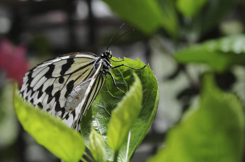 无人,站,横图,室外,特写,白天,侧面,旅游,度假,美景,蝴蝶,叶子,日本,亚洲,朦胧,模糊,昆虫,景观,绿叶,娱乐,一只,自然,动物,站着,享受,休闲,嫩叶,景色,放松,自然风光,益虫,东亚,本州,本州岛,日本国,近畿地方,近畿,兵库,兵库县,大白斑蝶,大帛斑蝶,叶,叶片,站立,彩图,全身