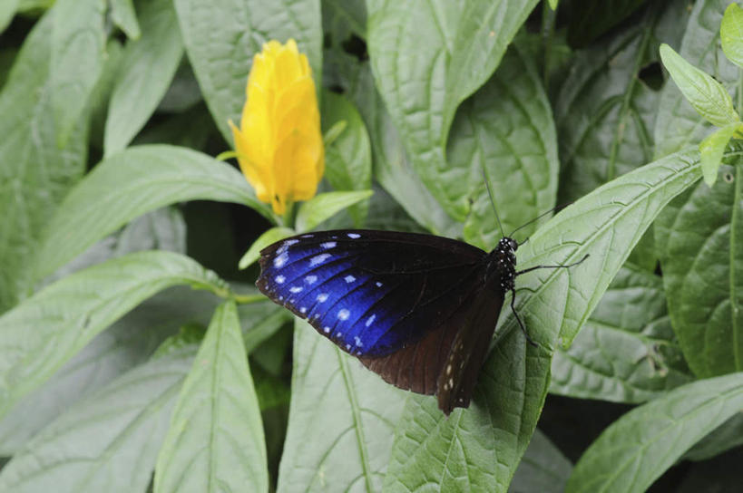 无人,站,横图,俯视,室外,特写,白天,旅游,度假,美景,植物,蝴蝶,叶子,日本,亚洲,盛开,昆虫,景观,绿叶,停留,娱乐,花,花瓣,花朵,花卉,鲜花,一朵,一只,黄色,蓝色,自然,动物,花蕊,站着,享受,休闲,嫩叶,景色,放松,自然风光,益虫,东亚,拟旖斑蝶,本州,本州岛,日本国,近畿地方,近畿,兵库,兵库县,叶,叶片,站立,彩图,高角度拍摄,全身