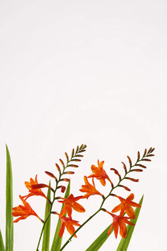 无人,竖图,室外,白天,白色背景,正面,智慧,植物,叶子,许多,艺术,盛开,绿叶,文化,花,花瓣,花朵,花卉,鲜花,红色,插花,花蕊,嫩叶,恋爱,插花艺术,一串红,创造,创作,想象,爆仗红,炮仗红,叶,叶片,彩图