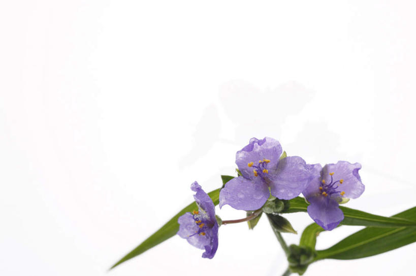 无人,横图,俯视,室外,特写,白天,白色背景,植物,叶子,许多,盛开,绿叶,花,花瓣,花朵,花卉,鲜花,紫色,花蕊,嫩叶,摄影,影棚,鸭拓草,叶,叶片,彩图,高角度拍摄,影棚拍摄,拍摄