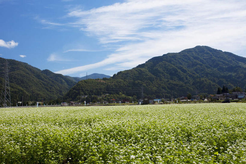 无人,农田,横图,室外,白天,正面,旅游,度假,庄稼,农作物,美景,山,树林,植物,日本,亚洲,许多,景观,山峰,云,云朵,山峦,麦田,荞麦,云彩,娱乐,树,树木,蓝色,绿色,白云,蓝天,天空,自然,天,享受,休闲,景色,放松,生长,晴朗,成长,自然风光,东亚,本州,本州岛,日本国,石川,石川县,中部地方,晴空,彩图,耕地,庄稼田