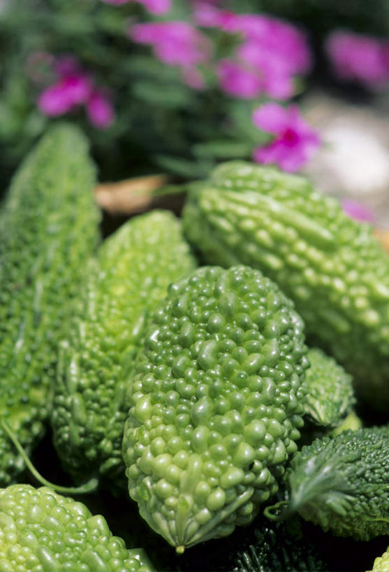 无人,竖图,俯视,室内,特写,白天,蔬菜,一堆,许多,堆积,新鲜,盛开,苦瓜,食品,花蕾,花,花瓣,花朵,鲜花,食物,红色,花苞,花蕊,凉瓜,有机食品,绿色食品,堆,君子菜,癞瓜,癞葡萄,彩图,高角度拍摄