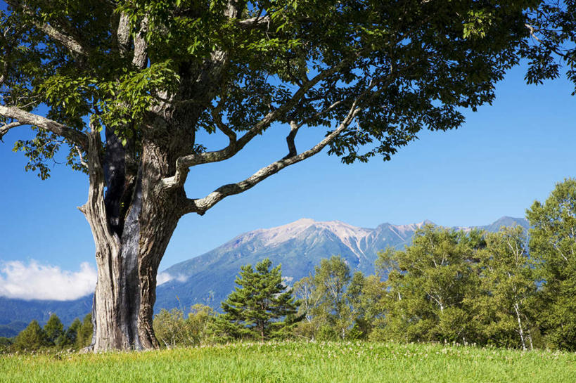 无人,横图,室外,白天,正面,旅游,度假,草地,草坪,美景,山,树林,雪,植物,大雪,富山县,日本,亚洲,许多,积雪,景观,山峰,雪景,冬季,冬天,山峦,娱乐,草,树,树木,蓝色,绿色,蓝天,天空,自然,天,享受,休闲,景色,放松,寒冷,生长,晴朗,成长,自然风光,东亚,本州,万里无云,本州岛,日本国,中部地方,严寒,富山,晴空,晴空万里,彩图