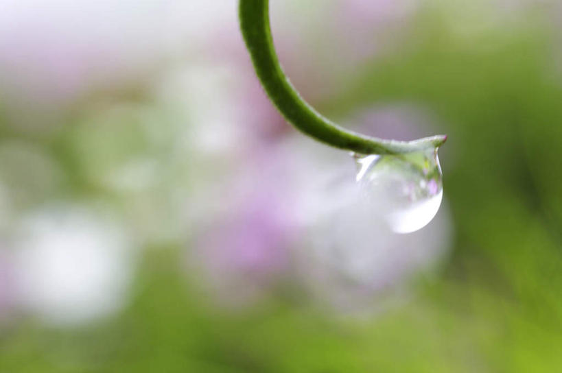 无人,横图,俯视,室外,特写,白天,旅游,度假,美景,水,叶子,北海道,日本,亚洲,一根,阴影,朦胧,模糊,光线,液体,影子,景观,水滴,茎,绿叶,娱乐,水珠,阳光,自然,露珠,享受,休闲,嫩叶,景色,放松,生机,茎叶,自然风光,东亚,日本国,北海道地方,北海道岛,美瑛町,灵动,美瑛,叶,叶片,彩图,高角度拍摄