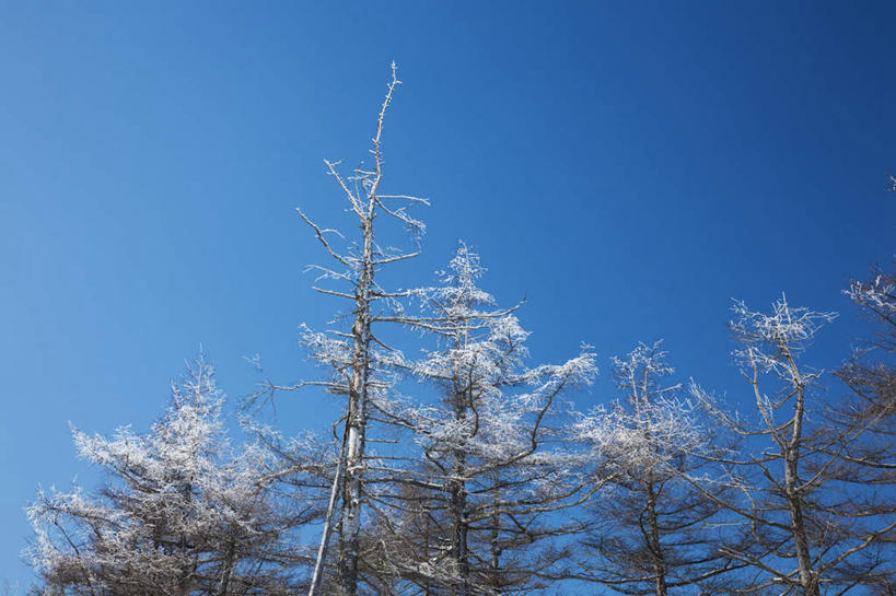 无人,横图,室外,白天,仰视,旅游,度假,美景,树林,雪,植物,大雪,长野县,日本,亚洲,许多,阴影,光线,影子,积雪,景观,雪景,冬季,冬天,娱乐,树,树木,蓝色,绿色,蓝天,天空,阳光,自然,天,享受,休闲,景色,放松,寒冷,生长,晴朗,成长,自然风光,东亚,本州,万里无云,本州岛,日本国,中部地方,长野,严寒,冬日,晴空,晴空万里,彩图,低角度拍摄