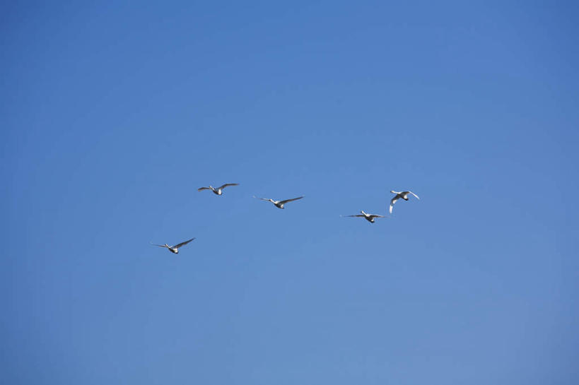 无人,横图,室外,白天,仰视,旅游,度假,美景,鸟,野生动物,天鹅,长野县,日本,亚洲,飞翔,伸展,张开,展翅,飞行,翅膀,鸟类,景观,翱翔,娱乐,飞舞,蓝色,蓝天,天空,自然,动物,天,享受,休闲,景色,放松,可爱,晴朗,五只,航行,飘动,自然风光,东亚,张开翅膀,本州,万里无云,本州岛,日本国,中部地方,长野,遨游,漫游,展开翅膀,晴空,晴空万里,鹄,彩图,低角度拍摄,全身