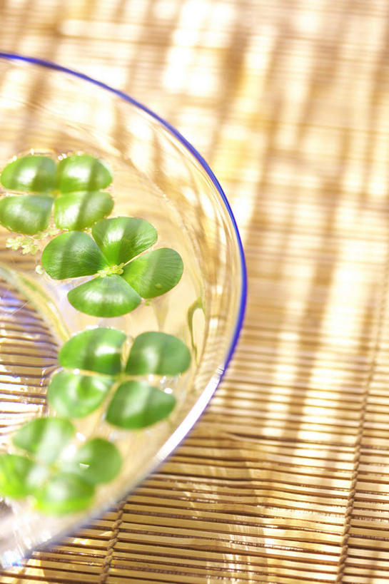 无人,竖图,俯视,室外,特写,白天,爱情,自由,幸福,桌面,桌子,餐具,玻璃,许多,阴影,朦胧,模糊,光线,碟子,盘,影子,三叶草,玻璃制品,绿色,阳光,盘子,垫子,碟,碗,希望,和平,车轴草,苜蓿,统一,团结,彩图,高角度拍摄