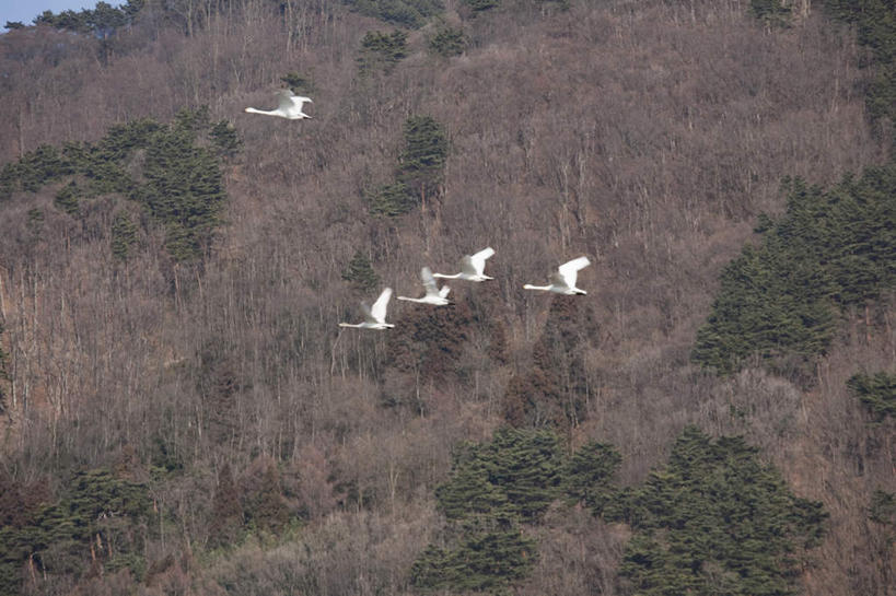 无人,横图,俯视,室外,白天,旅游,度假,美景,树林,植物,鸟,野生动物,天鹅,长野县,日本,亚洲,许多,飞翔,伸展,张开,展翅,飞行,翅膀,鸟类,景观,翱翔,娱乐,飞舞,树,树木,绿色,自然,动物,享受,休闲,景色,放松,可爱,生长,五只,成长,航行,飘动,自然风光,东亚,张开翅膀,本州,本州岛,日本国,中部地方,长野,遨游,漫游,展开翅膀,鹄,彩图,高角度拍摄,全身