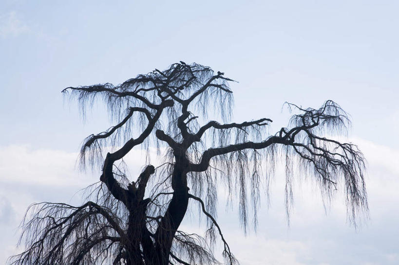 无人,横图,室外,白天,仰视,旅游,度假,美景,植物,长野县,日本,亚洲,一棵,枯萎,景观,枯树,樱花树,枝条,背光,娱乐,树,树干,树木,树枝,蓝色,绿色,蓝天,天空,自然,天,享受,休闲,景色,放松,生长,晴朗,成长,自然风光,逆光,东亚,本州,万里无云,本州岛,日本国,中部地方,长野,晴空,晴空万里,彩图,低角度拍摄