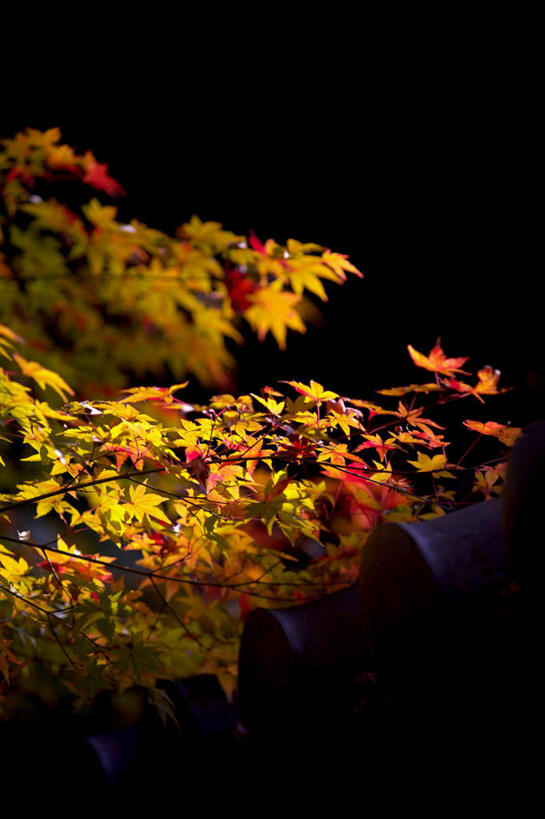无人,竖图,俯视,室外,夜晚,旅游,度假,美景,秋季,植物,叶子,神奈川,日本,亚洲,一棵,枯萎,景观,枫叶,枯树,枯叶,落叶,枝条,神奈川县,娱乐,树,树干,树木,树枝,黄色,红色,绿色,自然,享受,休闲,景色,放松,生长,成长,枫树叶,自然风光,东亚,本州,关东地方,本州岛,日本国,叶,叶片,秋,秋天,彩图,高角度拍摄