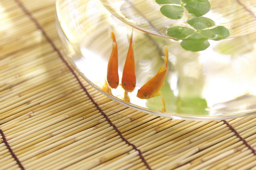 无人,横图,俯视,室外,特写,白天,爱情,自由,幸福,水,叶子,阴影,朦胧,模糊,编织,光线,金鱼,鱼,席子,液体,影子,水滴,三叶草,绿叶,鱼缸,藤制,鱼类,绿色,阳光,垫子,金色,嫩叶,三条,希望,藤制品,和平,车轴草,苜蓿,统一,观赏鱼,金鲫鱼,团结,叶,叶片,彩图,高角度拍摄,全身