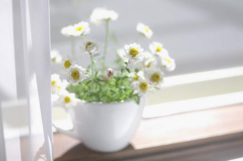 无人,横图,俯视,室内,特写,白天,度假,美景,植物,窗户,窗帘,城市风光,城市,叶子,神奈川,日本,亚洲,许多,阴影,朦胧,模糊,盛开,光线,盆栽,影子,景观,绿叶,盆景,神奈川县,娱乐,玻璃窗,窗台,花,花瓣,花朵,花卉,鲜花,绿色,白色,自然,花蕊,享受,休闲,嫩叶,菊花,景色,放松,小白菊,生长,成长,东亚,本州,关东地方,本州岛,日本国,钮扣菊,叶,叶片,彩图,高角度拍摄