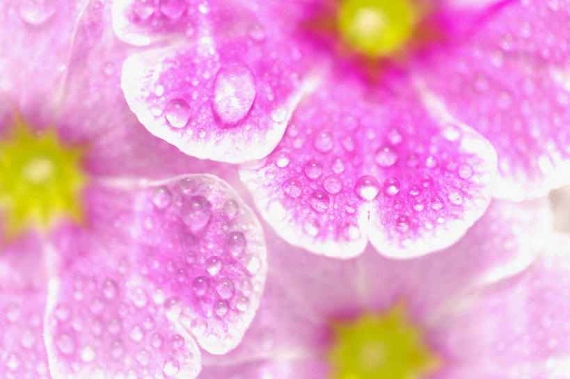 无人,横图,俯视,室内,特写,白天,植物,露水,许多,朦胧,模糊,盛开,水滴,花,花瓣,花朵,花卉,鲜花,粉色,露珠,花蕊,生机,灵动,风蜡花,杰拉尔顿腊花,蜡花,淘金彩梅,水点,彩图,高角度拍摄