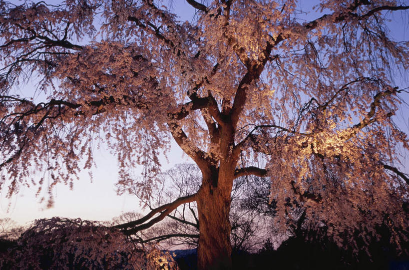 无人,横图,室外,白天,仰视,旅游,度假,美景,日落,树林,植物,许多,景观,晚霞,霞光,落日,娱乐,树,树木,绿色,自然,黄昏,享受,休闲,景色,彩霞,放松,生长,成长,自然风光,夕照,夕阳,彩图,低角度拍摄,斜阳