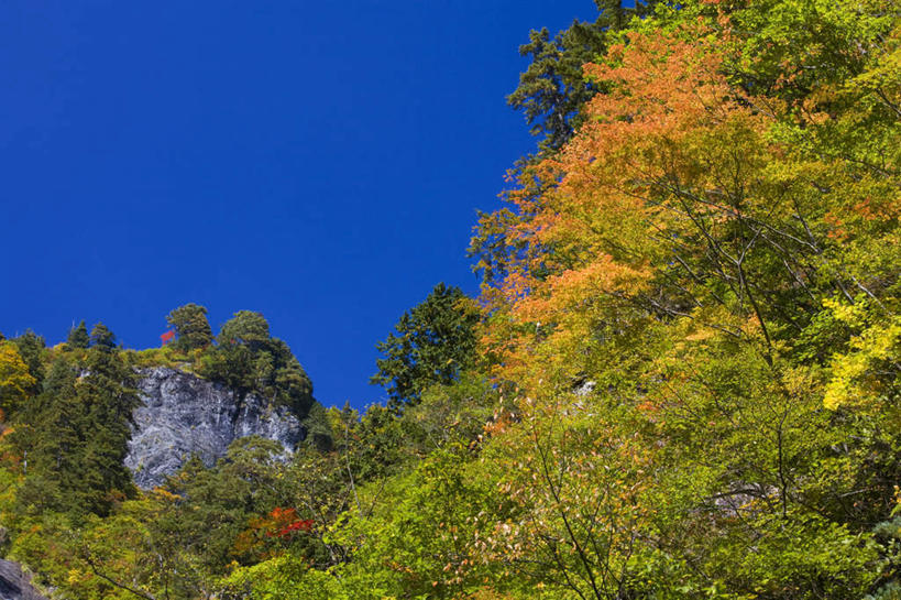 无人,横图,室外,白天,仰视,旅游,度假,美景,秋季,树林,植物,日本,亚洲,许多,景观,娱乐,树,树木,蓝色,绿色,蓝天,天空,自然,天,享受,休闲,景色,放松,生长,晴朗,成长,自然风光,东亚,本州,万里无云,本州岛,日本国,石川,石川县,中部地方,晴空,晴空万里,秋,秋天,彩图,低角度拍摄