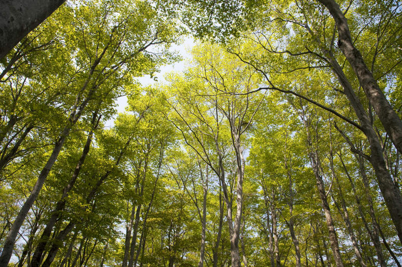无人,横图,室外,白天,仰视,旅游,度假,美景,树林,植物,日本,亚洲,许多,阴影,光线,影子,景观,娱乐,树,树木,蓝色,绿色,蓝天,天空,阳光,自然,天,享受,休闲,景色,放松,生长,晴朗,成长,自然风光,东亚,本州,万里无云,本州岛,日本国,石川,石川县,中部地方,晴空,晴空万里,彩图,低角度拍摄
