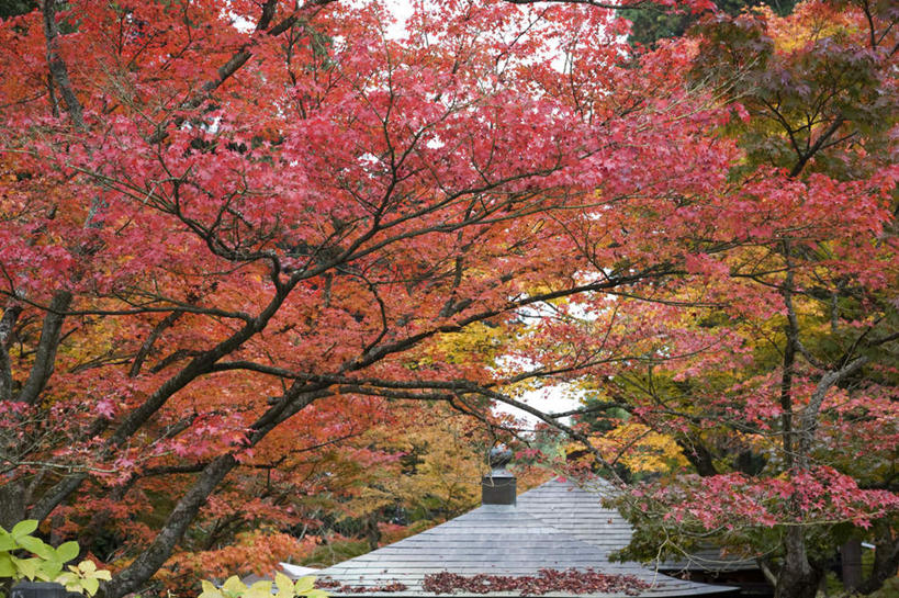 无人,家,横图,俯视,室外,白天,旅游,度假,美景,秋季,树林,植物,叶子,爱知县,日本,亚洲,许多,房顶,房屋,屋子,景观,枫叶,枯叶,落叶,娱乐,楼房,住宅,树,树木,黄色,红色,蓝色,绿色,蓝天,天空,自然,天,享受,休闲,景色,放松,生长,晴朗,成长,枫树叶,自然风光,东亚,本州,万里无云,本州岛,日本国,中部地方,爱知,叶,叶片,晴空,晴空万里,秋,秋天,彩图,高角度拍摄,房子
