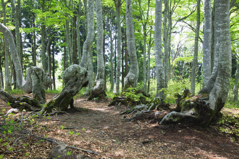 无人,横图,室外,白天,正面,旅游,度假,美景,森林,树林,植物,日本,亚洲,许多,阴影,光线,影子,景观,娱乐,树,树木,蓝色,绿色,蓝天,天空,阳光,自然,天,享受,休闲,景色,放松,生长,晴朗,成长,自然风光,东亚,本州,万里无云,本州岛,日本国,石川,石川县,中部地方,毛榉树,晴空,晴空万里,彩图