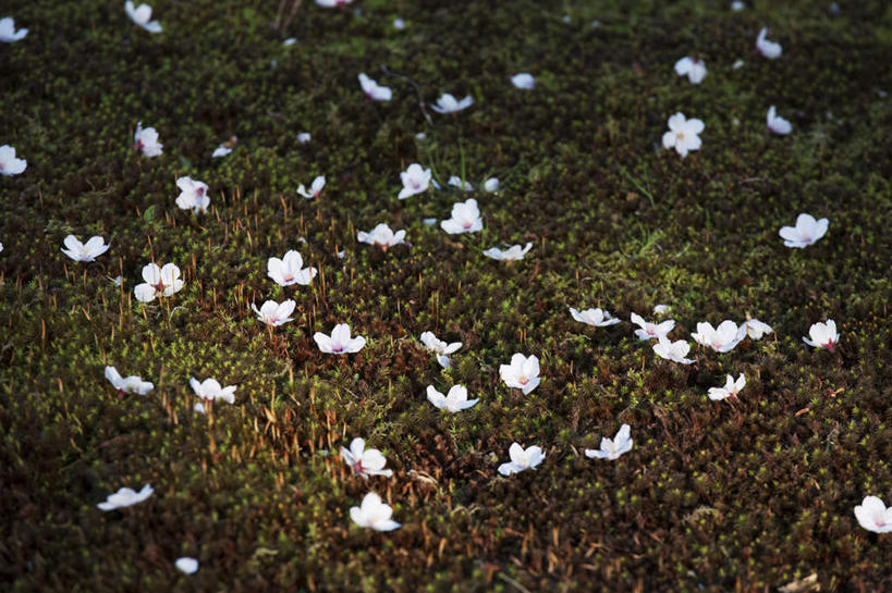 无人,横图,俯视,室外,白天,旅游,度假,草地,草坪,美景,树林,植物,樱花,日本,亚洲,许多,阴影,朦胧,模糊,散落,盛开,光线,影子,景观,娱乐,草,花,花瓣,花朵,花卉,鲜花,树,树木,绿色,白色,阳光,自然,花蕊,享受,休闲,景色,放松,生长,成长,自然风光,东亚,本州,本州岛,日本国,石川,石川县,中部地方,仙樱花,福岛樱,青肤樱,荆桃,彩图,高角度拍摄
