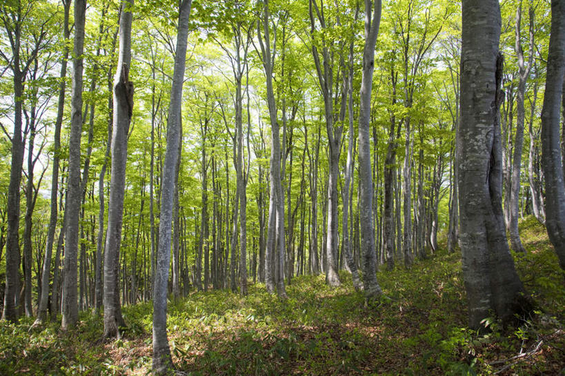 无人,横图,室外,白天,仰视,旅游,度假,美景,树林,植物,日本,亚洲,许多,阴影,反射,影子,景观,娱乐,树,树干,树木,绿色,自然,享受,休闲,景色,放松,生长,成长,自然风光,东亚,本州,本州岛,日本国,石川,石川县,中部地方,彩图,低角度拍摄