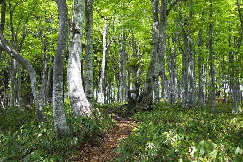 无人,横图,室外,白天,正面,旅游,度假,美景,树林,植物,日本,亚洲,许多,景观,娱乐,树,树干,树木,蓝色,绿色,蓝天,天空,自然,天,享受,休闲,景色,放松,生长,晴朗,成长,自然风光,东亚,本州,万里无云,本州岛,日本国,石川,石川县,中部地方,晴空,晴空万里,彩图