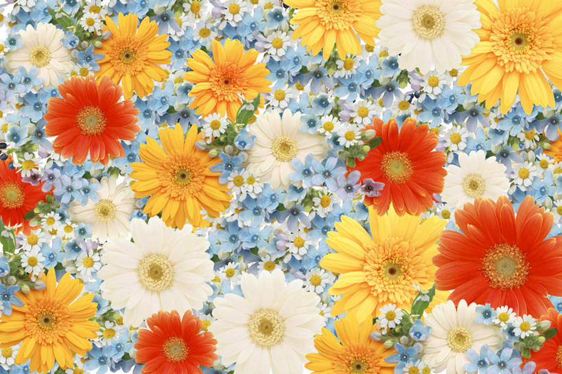 无人,横图,俯视,室内,特写,白天,快乐,幸福,一堆,许多,堆叠,堆积,散落,盛开,玛格丽特,花蕾,雏菊,花,花瓣,花朵,鲜花,黄色,红色,蓝色,白色,花苞,花蕊,菊花,活力,希望,堆,坚强,和平,离别,延命菊,幸福花,春菊,马兰头花,风蜡花,杰拉尔顿腊花,蜡花,淘金彩梅,暗恋,纯情,单恋,天真,彩图,高角度拍摄,愉快