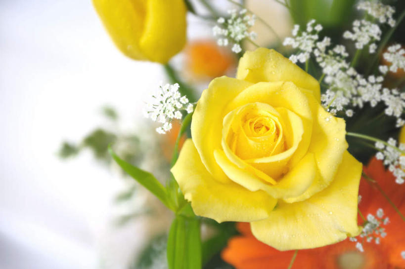 无人,横图,俯视,室内,特写,白天,爱情,幸福,纯洁,热情,花海,花圃,植物,玫瑰,叶子,许多,朦胧,模糊,盛开,玫瑰花,浪漫,花蕾,满天星,花,花瓣,花朵,花卉,鲜花,两朵,黄色,绿色,白色,花丛,花束,花田,花苞,花蕊,温暖,温馨,恩爱,清纯,关怀,和睦,感动,尊敬,霞草,丝石竹,思恋,真爱,天真,刺玫花,徘徊花,彩图,高角度拍摄,融洽,配角