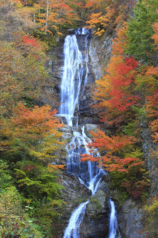 无人,竖图,室外,白天,仰视,旅游,度假,美景,瀑布,秋季,树林,水,植物,叶子,长野县,日本,亚洲,许多,飞溅,湍急,溅,液体,景观,水滴,枯叶,落叶,娱乐,水珠,树,树木,黄色,红色,绿色,自然,享受,休闲,景色,放松,生长,成长,倾泻,倾注,喷洒,自然风光,东亚,本州,本州岛,日本国,中部地方,长野,泼洒,叶,叶片,跌水,秋,秋天,彩图,低角度拍摄